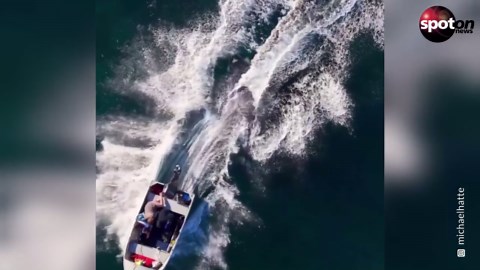 Speedboat races over family of whales
