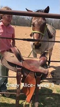 Training a Two-Year-Old: Crazy Alice - time for the saddle!