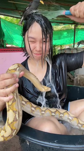 อาบน้ำคน เอ๊ย อาบน้ำงูกันค่าา อาบพร้อมกันไปเล๊ยย 🐍🐍🐍 #แชมพูนมแพะ #สงกรานต์ไปไหน #สวนสัตว์tiktok #สัตว์โลกน่ารัก #สัตว์เลี้ยงtiktok #สัตว์เลี้ยง #สัตว์เลี้ยง #สัตว์เลี้ยงน่ารัก #งู #มินมีงู #สัตว์แปลก #งูใหญ่ #งูเหลือม #งูหลาม #เลี้ยงงู #ต้าวงู้ยยย #สัตว์เลี้ยงแสนรัก #snakes #python #นกเอี้ยง