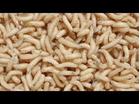 Cute Maggot Eat Fresh Meat - TimeLapse