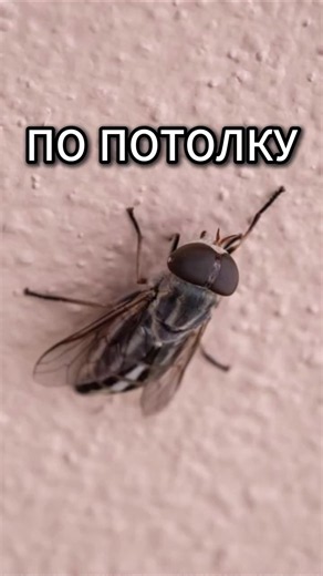 По потолку #логика #наука #физика #история #биология