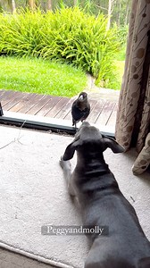 3.5M views · 129K reactions | Ruby : Molly I’m bored. Molly : And? Ruby : And you’re supposed to entertain me. That’s what best friends do Molly : Fine. Try to catch my shadow. Ruby : Wanna play with this stick ? Molly : ok . Why not ? Ruby : you are the coolest bird I know | Peggy and Molly | Facebook