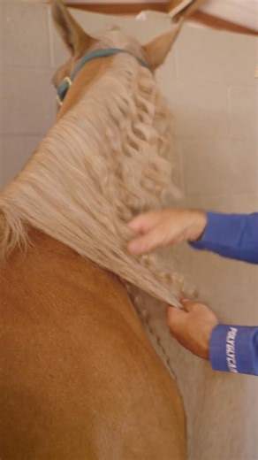 53K views · 537 reactions | Keeping your horse’s mane and tail tangle-free and strong takes the right routine and products. In this teaser, Brad Barkemeyer Performance Horses shares his go-to mane and tail care tips—brought to you by our friends at Absorbine. | Horse & Rider Magazine | Facebook
