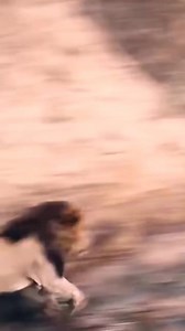 Animal Expert on Instagram: "primarily use a stalk-and-ambush hunting strategy to attack wildebeest, relying on stealth and surprise to close the distance before launching a pouncing attack. Lionesses are the main hunters in a pride, often working together to isolate a wildebeest from the herd. The attack involves a sprint, biting, and wrestling the wildebeest to the ground. #lionking #attack #rellsfacebook #leopard"