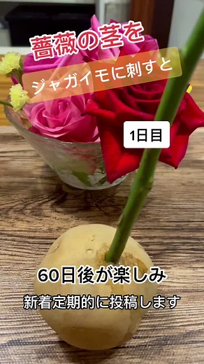 1日目 薔薇の茎をジャガイモに刺してみた！