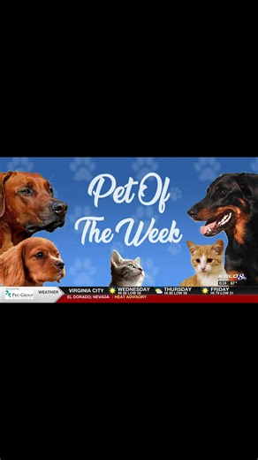 2.6K views · 38 reactions | Meet Sebastian, just one of 15 small dogs found in a crate on the side of a road in Carson City last week. After their stray hold, they were spayed or neutered and will be available for adoption today at our Carson City shelter! Are you looking for a tiny new family member? #petoftheweek #nevadahumanesociety #carsoncity | Nevada Humane Society | Facebook