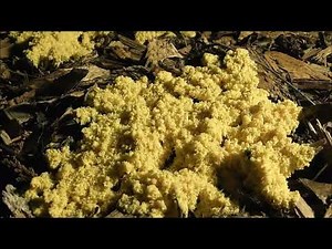 Slime Mold 12 Hours Through The Night Time Lapse