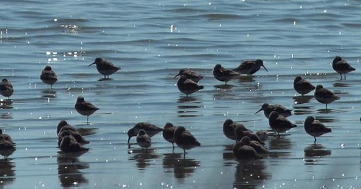 Nature: Shore birds