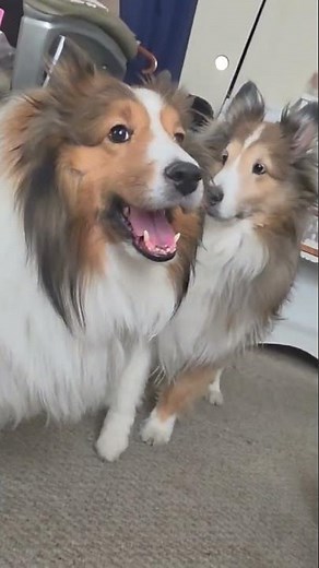 Sheltie S÷=t Show 3