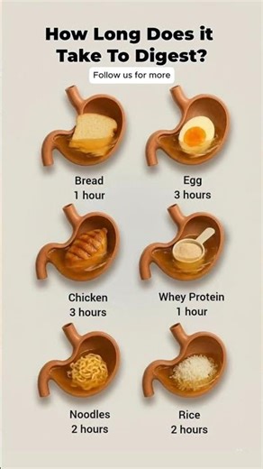 Digestion is the process of breaking food into nutrients your body can absorb.