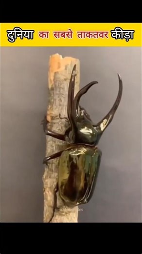 Atlas Beetle – Nature’s Tiny Power Monster🤔🐞🪲 #shorts #shortsvedio #jonah #tellhalaf #lifest #facts