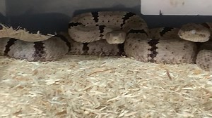 A pair of banded rock rattlesnakes ( Crotalus lepidus klauberi) today . | Kentucky Reptile Zoo