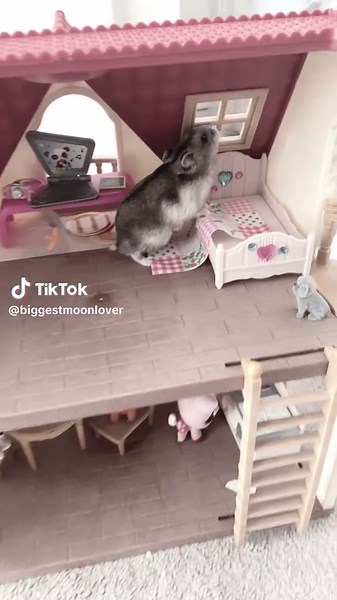 My hamster in the little house💗🎀🐹 #fyp #LPS #lps #house #friends #hamsters #hamster #jelly #bean #jellybean #🪼🫘