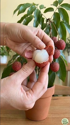 Grow Lychee Plant from Seed 🍒 | Amazing Seed to Fruit Journey