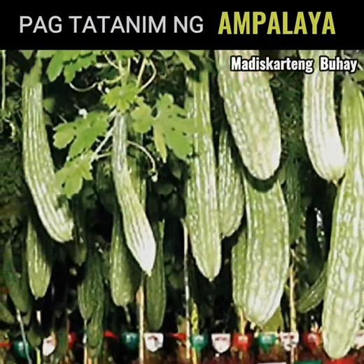 TUTORIAL Paano mag Tanim ng Ampalaya Step by Step #garden #trending #tiktok