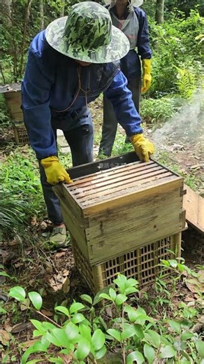 Beekeeper’s propolis harvesting process #beekeeping diary #Farmhouse Honey #Purely natural without