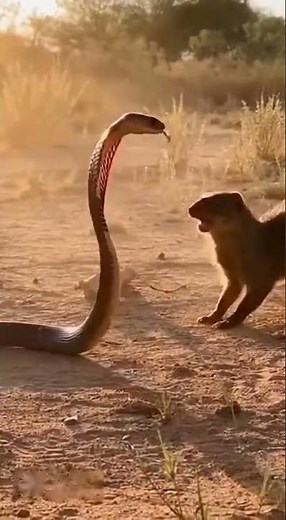 🔥 “Snake vs Mongoose Fight Caught on Camera!”