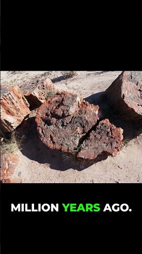 Petrified Forest: Wood Turns to Quartz! 🌳💎