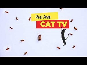 CATS TV - Catching Real Ants 🐜 Insects (Game for cats to watch) 🐈🙀 with 3D SOUND 🔈