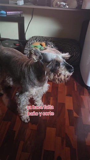 Coco se prepara para baño y corte