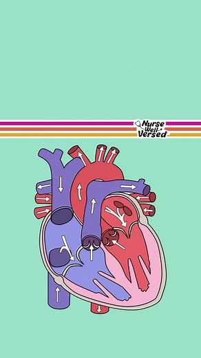 🫀Blood flow through the heart EXPLAINED 🫀I hope you find this visual helpful! Comment below with other topics you’d like me to cover :) Happy studying! 💛 #nursingschool #nursingstudent #cardiology101 #cardiologynurse #bloodflow #nursingeducation #nursingstudentsoftiktok #futurenursesoftiktok #cardiacanatomy #anatomyandphysiology #nursingmajor #nclexstudying #nclexreview