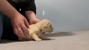 92K views · 2.2K reactions | Syrah Goldens - The Golden Connection on Reels | Facebook