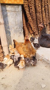 hen protecting chicks under her wings this winter🐥 #fbreels #chicks #backyardchickens | Animals Life