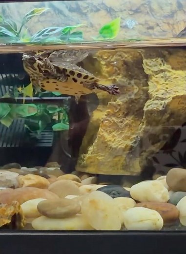 Teenage Mutant Ninja Turtles… live action