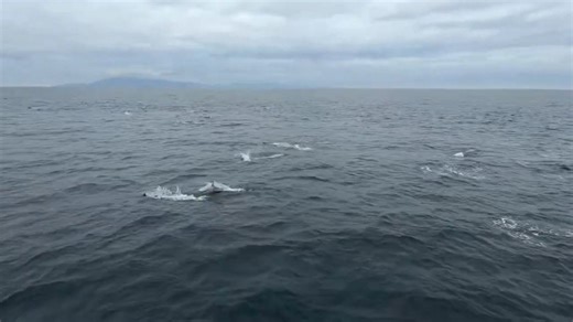 Large pod of dolphins spotted near Channel Islands, California, USA