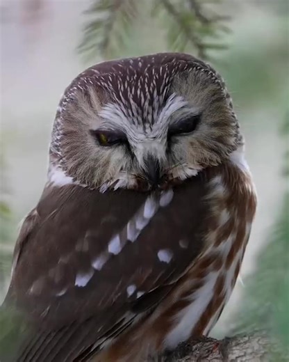 Principais Animais ONÍVOROS | Testando
