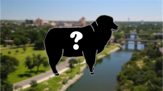 Meals for the Elderly sheep statue to be unveiled