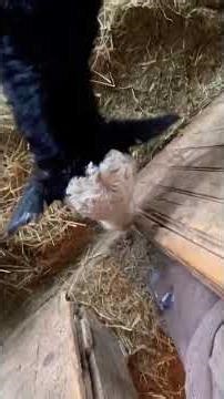 Mama Ghost and Baby Boo aka Sub Zero #cowsmakemehappy #cow #farmlife #shorts