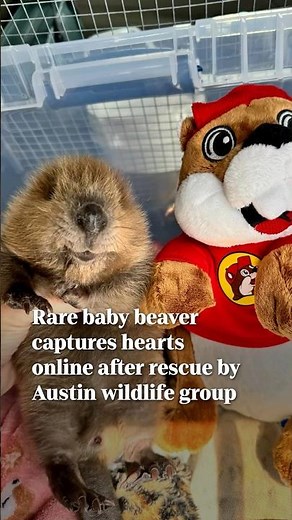 Rare baby beaver rescued in Austin after storms, wildlife group says