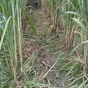 Implements Used For Detrashing In Sugarcane | Amazing Videos