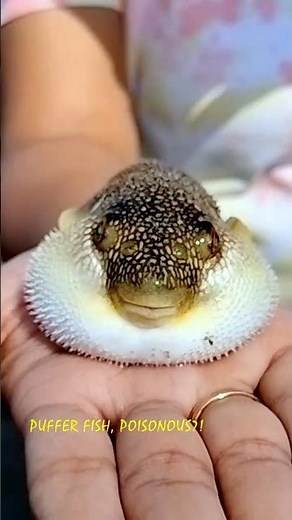 🐡 Puffer Fish on Hand 🌊 | Narara Marine National Park