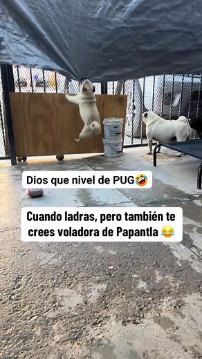 Wow que barbaridad TENÍA QUE SER UN PUG🤣🫩#pugslifemexico #puglover | Pugs Life México