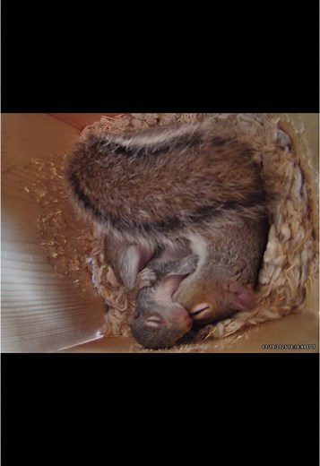 A precious moment in the squirrel house #squirrel #cozy #squirrellife #birth #babies #aquarius #pups #mama #babysquirrels #babysquirrel #natural #squirrelsgonewild #homebirth #squirrelsoftiktok #cuddle #snuggle #morhernature #motherhood #baby #babies #Rivian #squirellgang #squirrelworld #fyp #fypage #viralvideo #wildlife #1111 #family #cuddlepuddle #sleep #viral #cuddles #cuddleseason #breastfeed #feeding #midnightsnack #taylorswift #cosleeping #Siblings #food #eat #milk #wild #precious #squirre