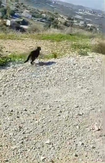 239K views · 4.1K reactions | Cat rescuing | Miss My Pet | Facebook