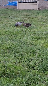 4.8K views · 273 reactions | Ember now is in training to be a herding dog. It's never ending around here. At some point, all will know the routine and I can get it on video. 藍藍 | JJ Hospice Therapy Dog | Facebook