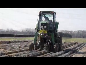 Lavender Harvesting @ Walters Gardens, Inc.