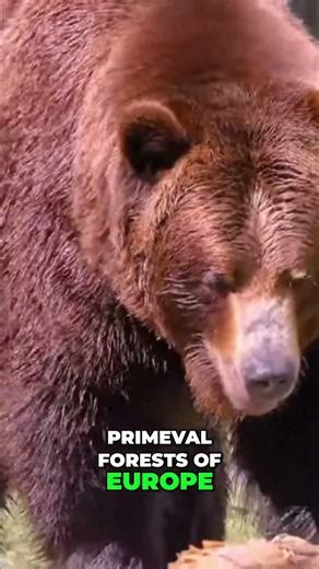 Bears in European Culture: Slavic Russia's Powerful Symbol! #shorts