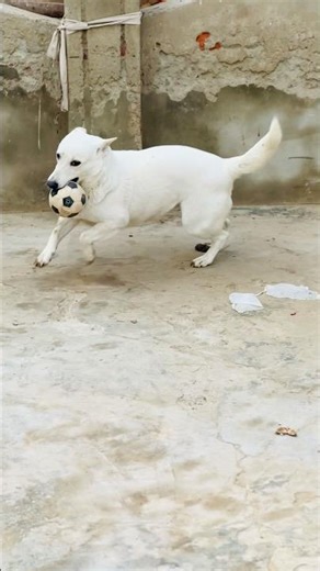 DOG PLAYS FOOTBALL ⚽🐕 #shorts