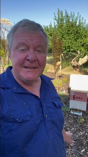 How To Collect Bee Venom #bee #beecolony #beekeeping