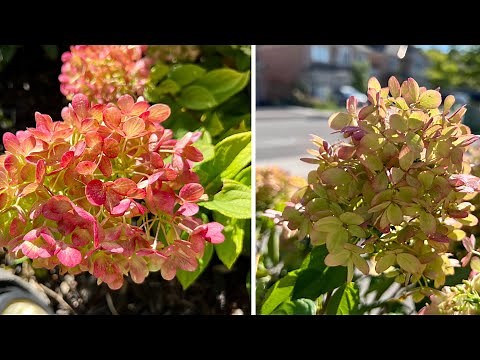 Panicle Hydrangeas: Little Lime Punch vs Little Lime in early fall 2022