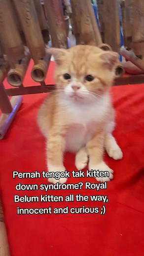 Unique Kitten with Down Syndrome: Meet Royal Belum