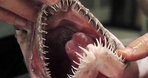 Rare goblin shark caught in Australian