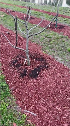 Our Favorite Time to Fertilize Fig Trees!