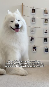 Join Bear & Momo in celebrating @petsmartcharities of Canada National Adoption week! 🎉😻 From July 15-21, PetSmart Charities of Canada will be holding adoption events in PetSmart stores across the country! There’ll be adoptable cats, kittens, and even some dogs, puppies, and small pets like bunnies and birds - visit your local PetSmart to see what cuties they have available for you to meet! 🏠❤️ #NationalAdoptionWeek #PetSmartCharities #anythingforpets #petsmartcanada #adoptlove | PetSmart