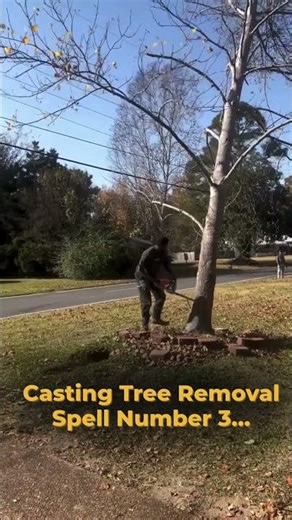 Terry the Tree Wizard