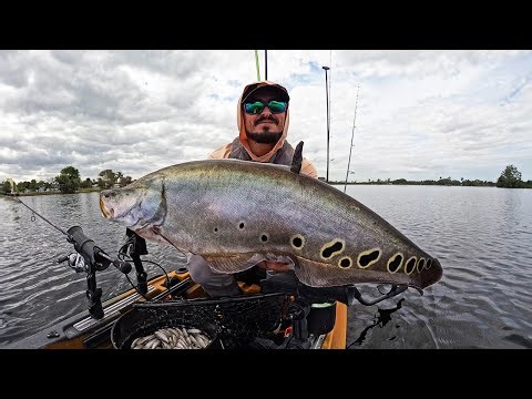 BEST WAY TO CATCH CLOWNKNIFE FISH